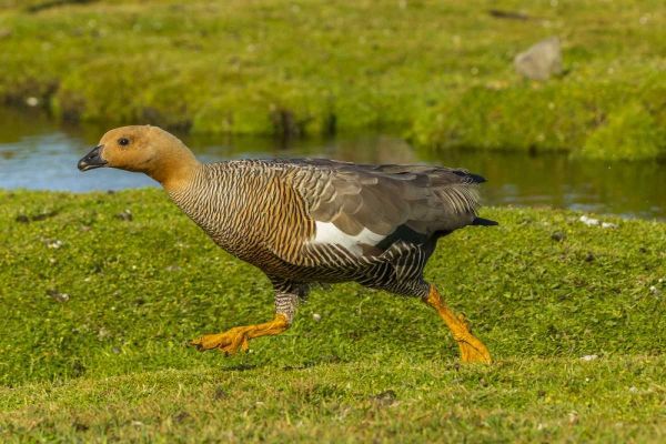 Bleaker Island Female upland goose running